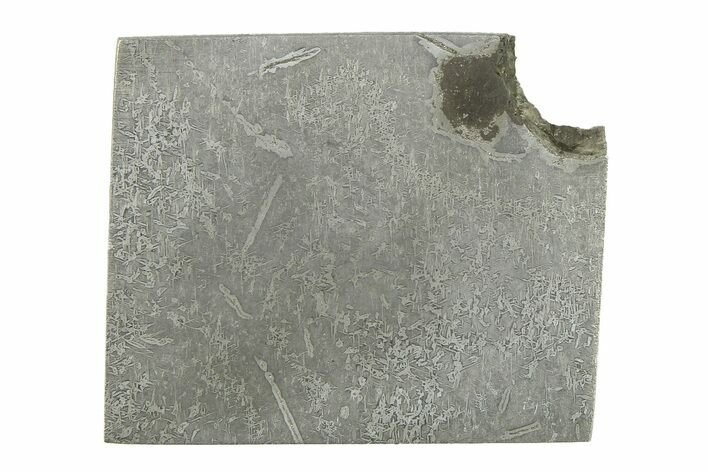 Balambala Iron Meteorite Slice ( g) - Rare IIF Iron #284694